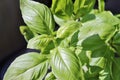 basil Fresh herb plant growing grow