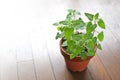 Fresh herb catnip in a flowerpot