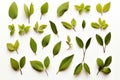 Fresh herb collection Basil leaves arranged on a simple white backdrop