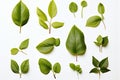 Fresh herb collection Basil leaves arranged on a simple white backdrop