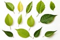 Fresh herb collection Basil leaves arranged on a simple white backdrop