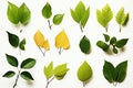 Fresh herb collection Basil leaves arranged on a simple white backdrop