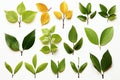 Fresh herb collection Basil leaves arranged on a simple white backdrop