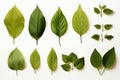 Fresh herb collection Basil leaves arranged on a simple white backdrop