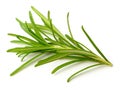 Fresh herb, fresh rosemary isolated on white Royalty Free Stock Photo