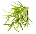 Fresh herb, fresh rosemary isolated on white Royalty Free Stock Photo