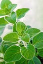 Fresh herb: Greek oregano Royalty Free Stock Photo