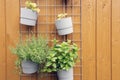 Fresh herb hanging in modern pots in garden on wooden background wall modern decoration outdoors of stylish home Royalty Free Stock Photo