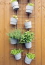 Fresh herb hanging in modern pots in garden on wooden background wall modern decoration outdoors of stylish home Royalty Free Stock Photo