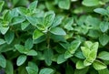 Fresh herb: Italian Oregano Royalty Free Stock Photo