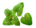 Fresh herb, lemon balm isolated on the white Royalty Free Stock Photo