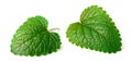 Fresh herb, lemon balm isolated on the white Royalty Free Stock Photo