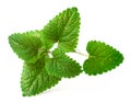 Fresh herb, lemon balm isolated on the white Royalty Free Stock Photo