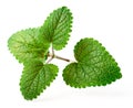 Fresh herb, lemon balm isolated on the white Royalty Free Stock Photo