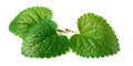 Fresh herb, lemon balm isolated on the white Royalty Free Stock Photo