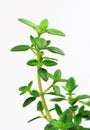 Fresh herb: lemon thyme Royalty Free Stock Photo