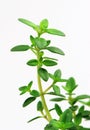 Fresh herb: lemon thyme