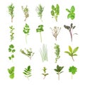 Fresh Herb Selection Royalty Free Stock Photo