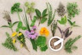 Fresh Herb Selection Royalty Free Stock Photo