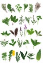 Fresh Herb Selection Royalty Free Stock Photo