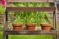 Fresh herbage in pots Royalty Free Stock Photo