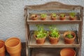 Fresh herbage in pots Royalty Free Stock Photo