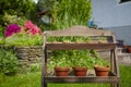 Fresh herbage in pots Royalty Free Stock Photo