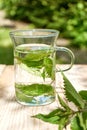 Fresh herbal nettle tea with fresh leaves