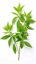 Fresh Herbal Plant Andrographis Paniculata Leaves Generate AI