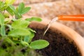 Fresh herbal sage in a plant pot in the garden