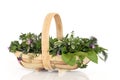 Fresh Herbs Royalty Free Stock Photo