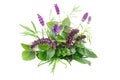 Fresh Herbs Royalty Free Stock Photo