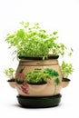 fresh herbs Royalty Free Stock Photo