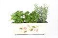 Fresh herbs (basil, parsley, rosemary)