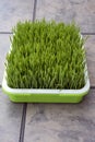 Fresh herbs in a bowl