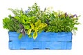 Fresh herbs in box Royalty Free Stock Photo