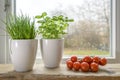 Fresh herbs, chives and basil in white plant pots and tomatoes at the kitchen window on a rainy day, selected focus
