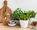 Fresh Herbs and Cooking Ingredients on a Kitchen Counter Royalty Free Stock Photo