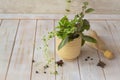 Fresh herbs in the copper mortar on the shabby wooden planks table Royalty Free Stock Photo