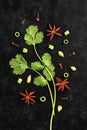 Fresh Herbs Coriander Leaves with Anise on Black Background Royalty Free Stock Photo