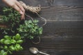 Fresh herbs on the dark wooden table, top view. Rustic background with copy space Royalty Free Stock Photo