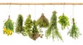 Fresh herbs dill, basil, rosemary, thyme, oregano, marjoram, dan Royalty Free Stock Photo