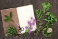 Fresh Herbs for Drying Royalty Free Stock Photo