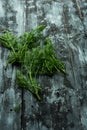 Rustic, natural kitchen - green herbs on dark background Royalty Free Stock Photo
