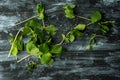 Rustic, natural kitchen - green herbs on dark background Royalty Free Stock Photo