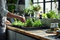 Fresh herbs growing in indoor planters on a sunny kitchen countertop. Royalty Free Stock Photo