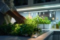 Fresh herbs growing in indoor planters on a sunny kitchen countertop. Royalty Free Stock Photo