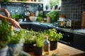 Fresh herbs growing in indoor planters on a sunny kitchen countertop. Royalty Free Stock Photo