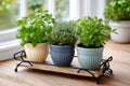 Fresh herbs growing in pots on window sill Royalty Free Stock Photo