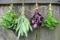 Fresh herbs hanging for drying